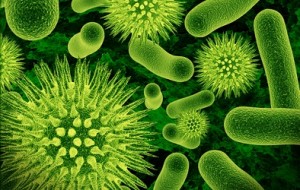Mold Remediation
